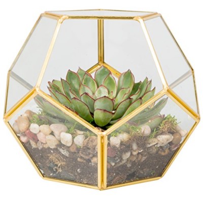 Glass Terrarium, Succulent & Air Plant (Sphere)   